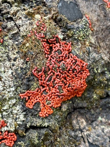 Willkommlangea reticulata