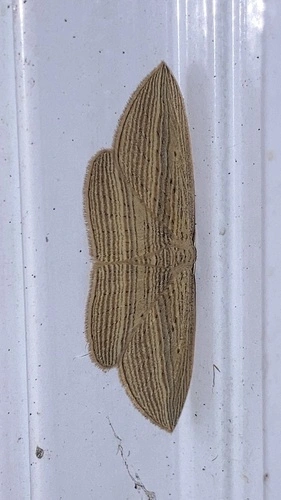 Cabbage tree moth