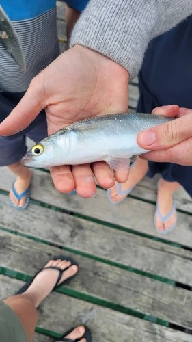 Yelloweye Mullet