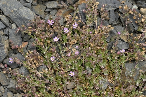 Sand-Spurries