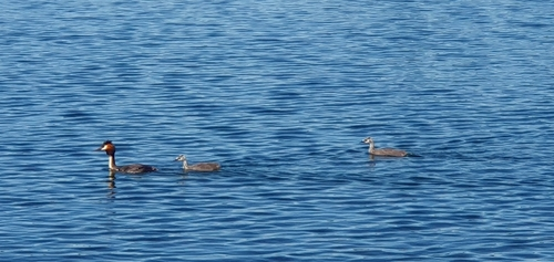 Pūteketeke (Australasian Crested Grebe)