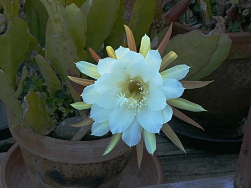 Globular Cacti, Moonlight Cacti, Torch Cacti, and Allies