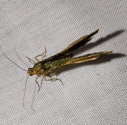 Carpet Moths