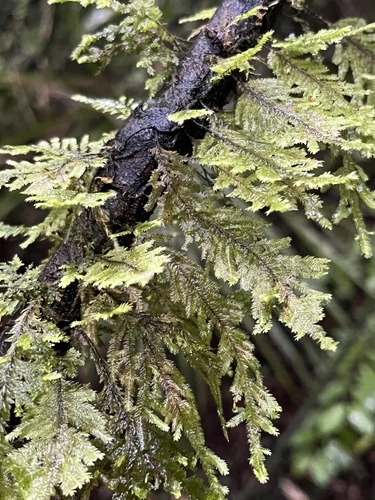 Lopidium concinnum