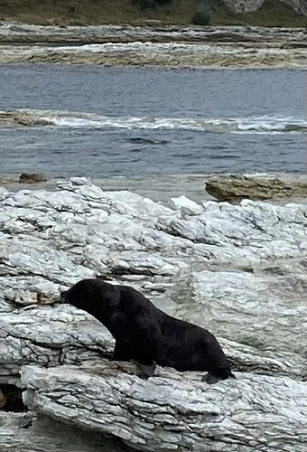 Otarie à fourrure de Nouvelle-Zélande