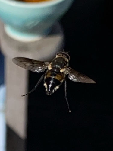 Long-tongue Horse Flies