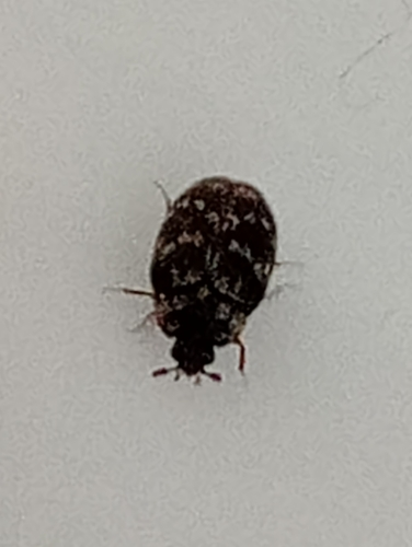 Australian Carpet Beetle