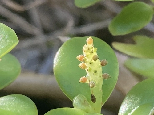 Peperomia urvilleana
