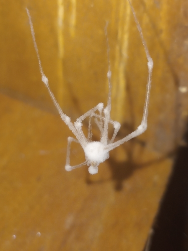 Engyodontium aranearum