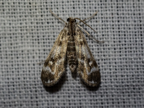 Pond moth