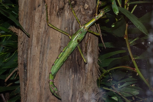 Goliath Stick Insect
