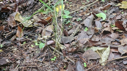 Microlaena polynoda