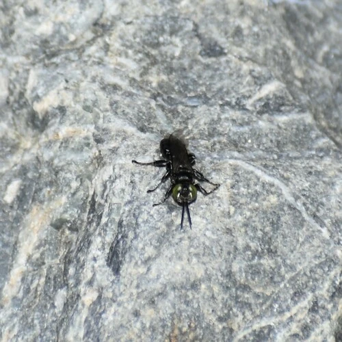 Black Cockroach-hunter Wasp