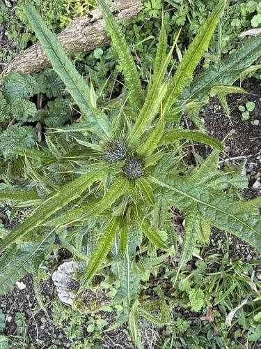 Scotch Thistle