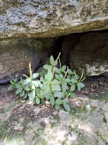 Peperomia urvilleana