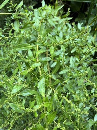 Shrubby Haloragis