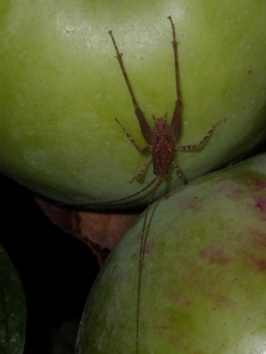 Camel Crickets, Cave Crickets, and Cave Wēta