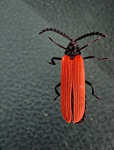 Red-winged Lycid
