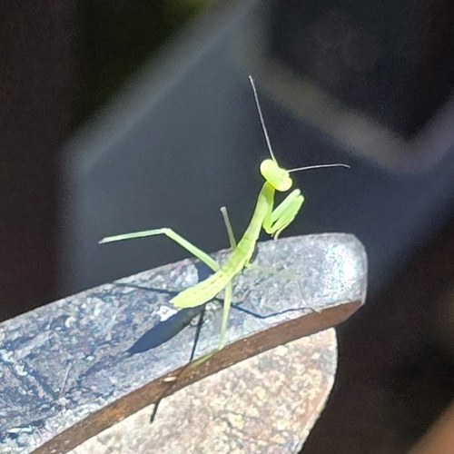 South African Mantis