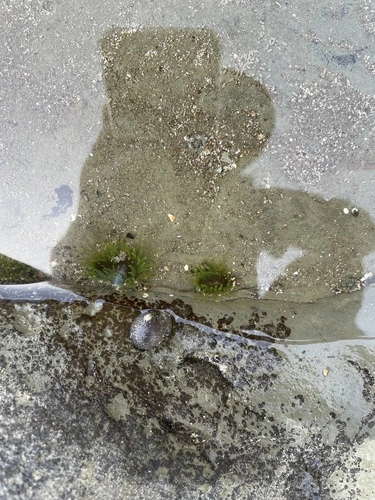 Green snakelock anemone
