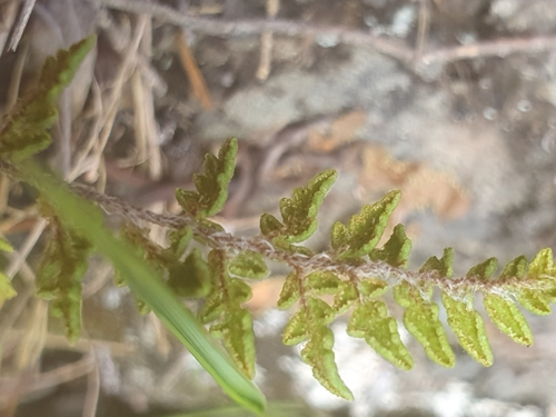 bristly cloak fern