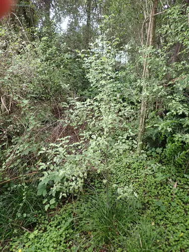 Cheesewoods