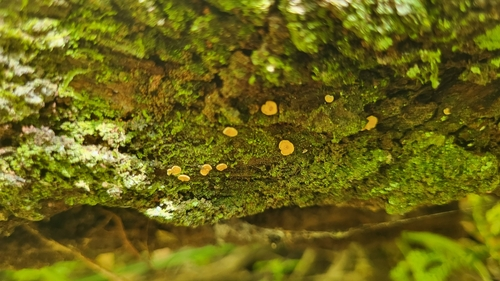 Orange Dimple Lichen