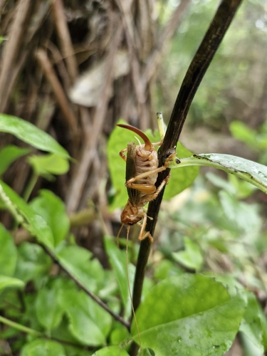 Australian raspy cricket
