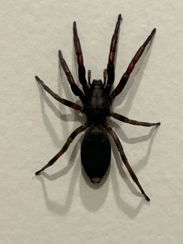 Common White-tail Spider