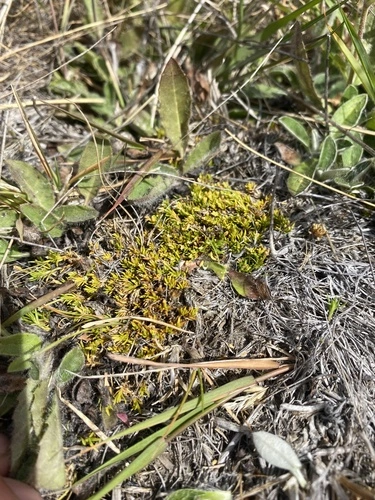 Scleranthus brockiei