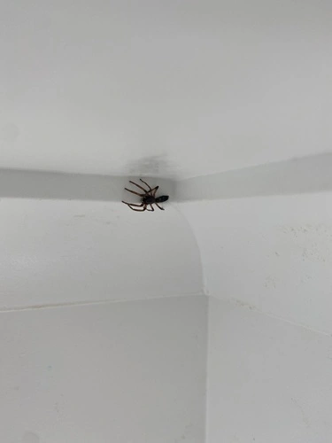 Common White-tail Spider