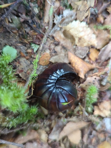 Pill and Slug Millipedes