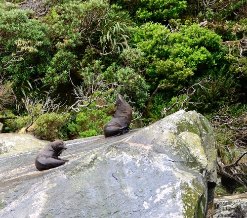 Neuseeländischer Seebär