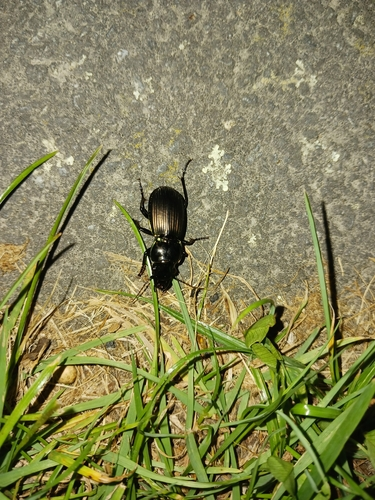 Alexander Beetle