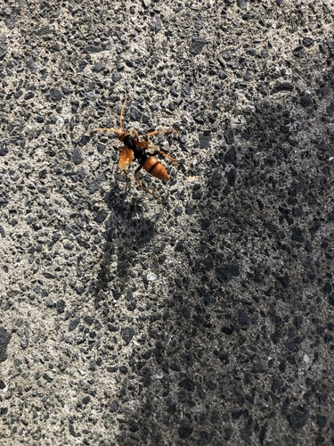 Two-colored Orange Spider Wasp