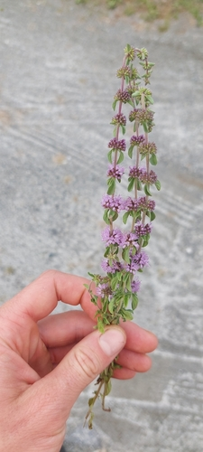 Pennyroyal