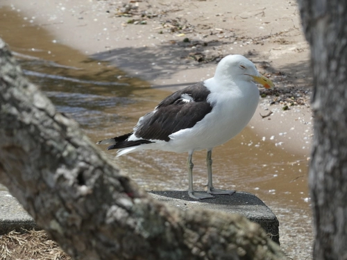 Karoro (Black-backed Gull)