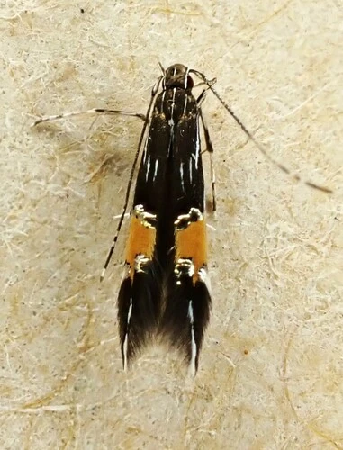 Cosmopterix attenuatella