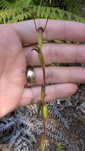New Zealand Horned Orchid