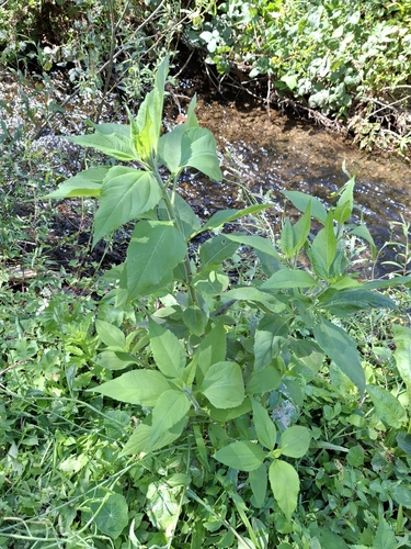 Jerusalem artichoke