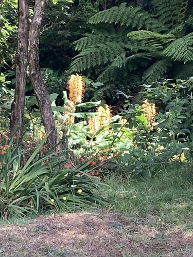 Kahili ginger
