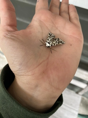 North Island Lichen Moth