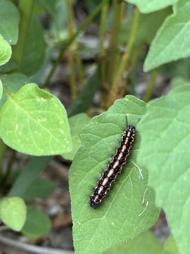 Magpie Moth Hybrid