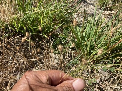 Hedgehog Grass