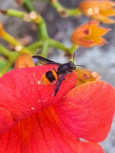 Common Wasp-mimic Bee