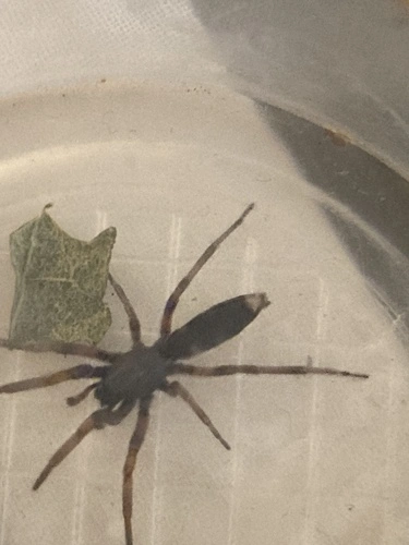 White-tailed Spiders