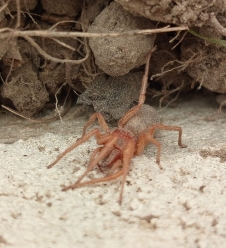 Slater Spider