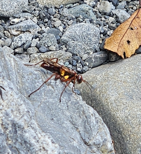 Golden Hunting Wasp