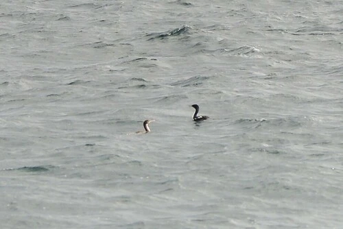 Leucocarbo chalconotus stewarti