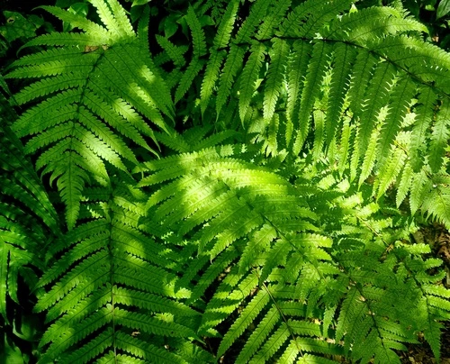Lime Fern